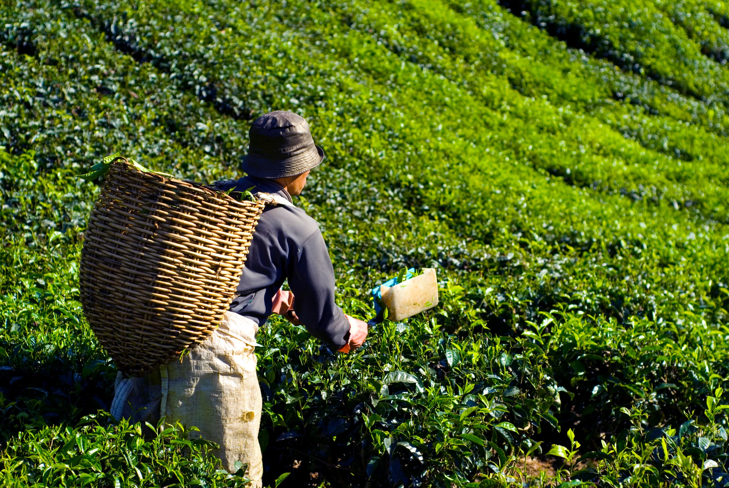 全球茶品專業供應商